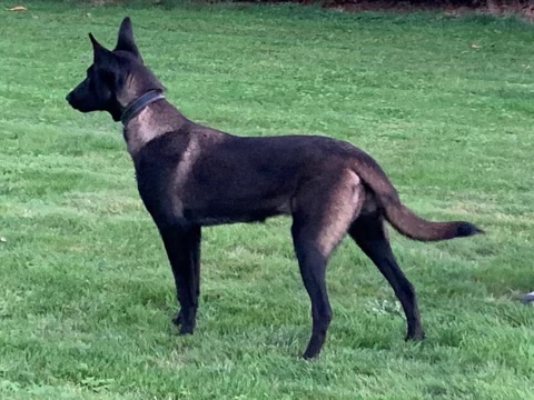 Blackjack's Bella