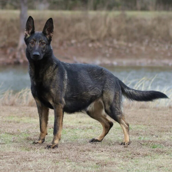 Tasha