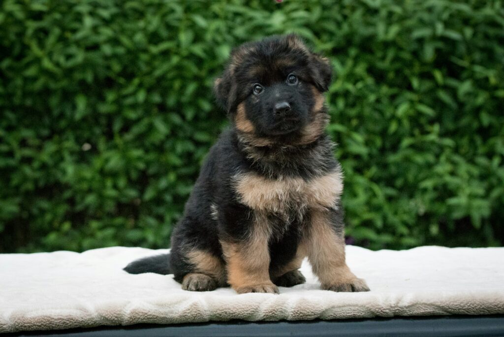 German Shepherd Puppy